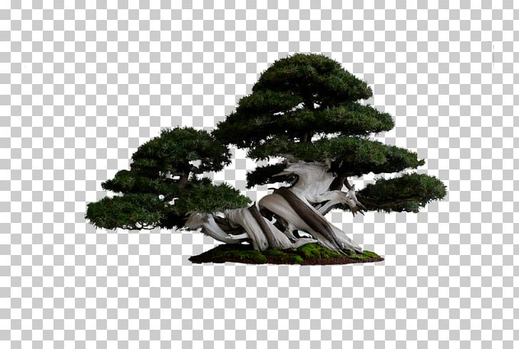 National Bonsai Foundation Tree Pine PNG, Clipart, Autumn Tree, Biome, Bonsai, Branch, Christmas Tree Free PNG Download