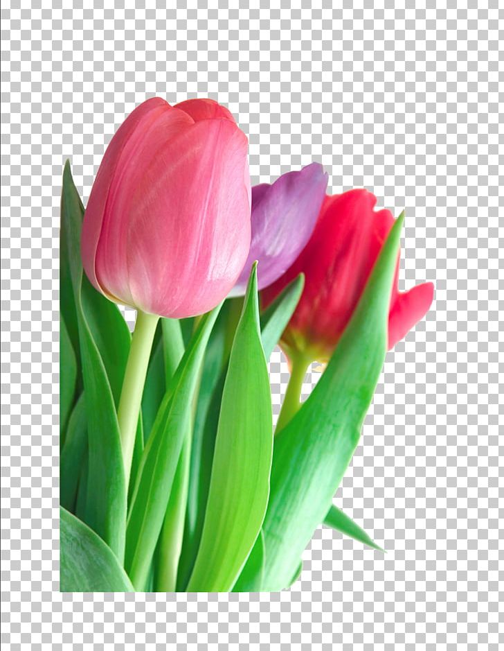 Tulip Flower Pink PNG, Clipart, Artificial Flower, Bulb, Clipart, Clip Art, Cut Flowers Free PNG Download