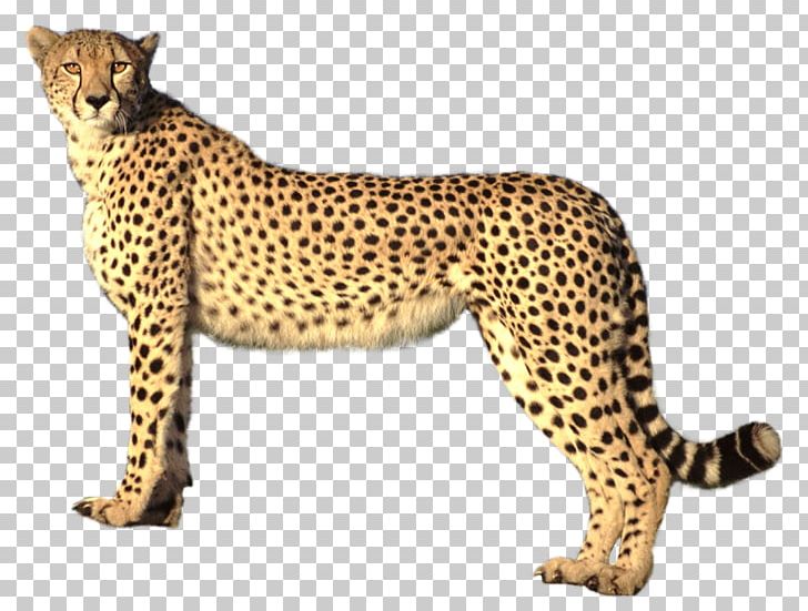 Cheetah PNG, Clipart, Animal Figure, Animals, Big Cats, Carnivoran, Cat Like Mammal Free PNG Download