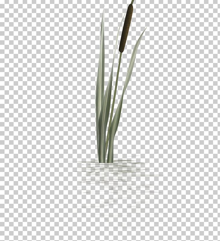 Flower Close-up Plant Stem PNG, Clipart, Close Up, Closeup, Family, Flower, Grass Free PNG Download