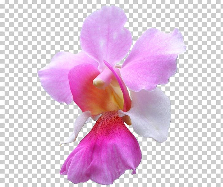 Singapore Vanda 'Miss Joaquim' Flower Ascocenda Vanda Coerulea PNG, Clipart, Agnes Joaquim, Cattleya, Cattleya Labiata, Christmas Orchid, Dendrobium Free PNG Download