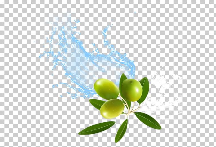 Water Olive Surfactant KK India Petroleum Specialities Private Limited PNG, Clipart, Aquatic Plants, Black Olive, Branch, Computer Icons, Computer Wallpaper Free PNG Download