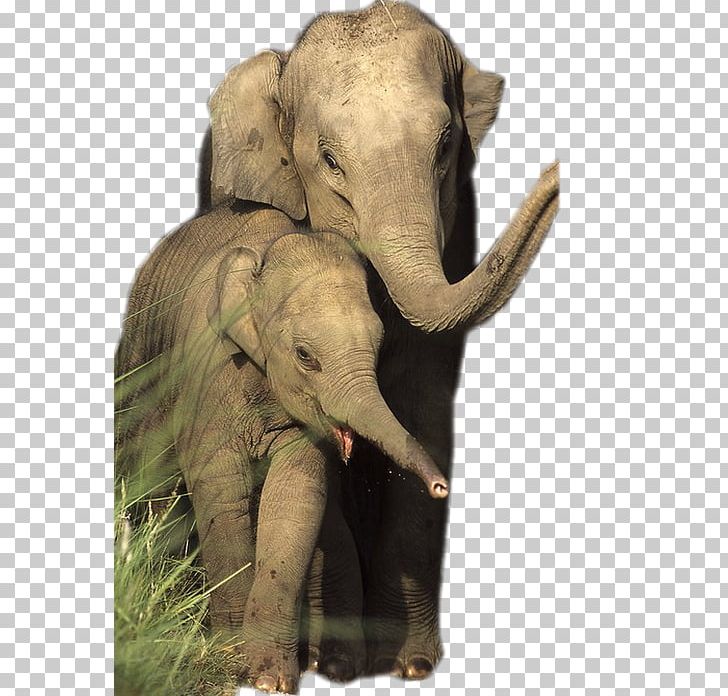 African Elephant Asian Elephant Elephantidae Animal Wildlife PNG, Clipart, Animal, Animal Welfare, Asian Elephant, Basabizitza, Elephant Free PNG Download