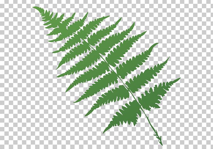 Fern Plant Stem Leaf Sacramento Dentistry Group Sorus PNG, Clipart, Biology, Branch, Dentistry, Fern, Ferns And Horsetails Free PNG Download