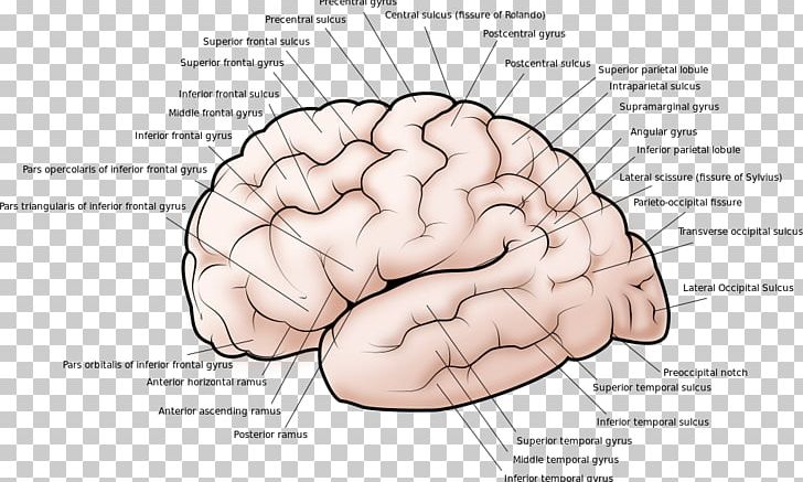 Lateral Sulcus Gyrus Brain Cerebral Cortex PNG, Clipart, Brain, Central Nervous System, Central Sulcus, Cerebellum, Cerebral Ballzy Free PNG Download