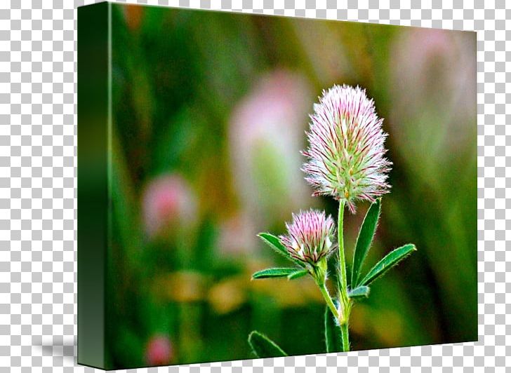 Trifolieae Wildflower PNG, Clipart, Flower, Grass, Others, Plant, Trifolieae Free PNG Download