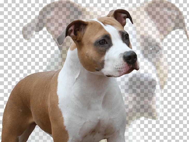 American Staffordshire Terrier American Pit Bull Terrier Staffordshire Bull Terrier Dog Breed PNG, Clipart,  Free PNG Download