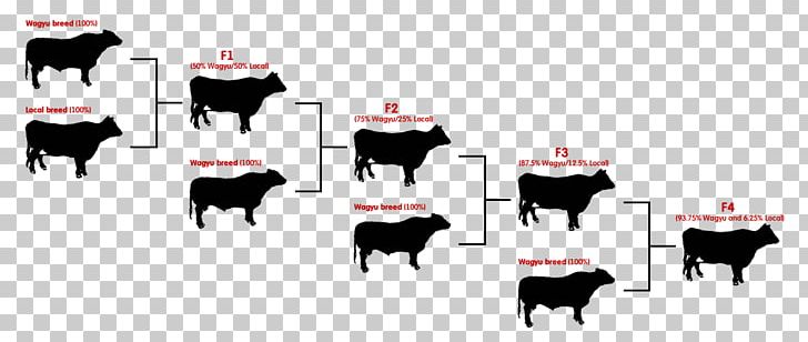 Angus Cattle Brahman Cattle Calf Hereford Cattle Ox PNG, Clipart, Angus Cattle, Beef, Beef Cattle, Beef Steak, Brahman Cattle Free PNG Download