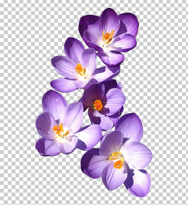 Blue Flower MIME PNG, Clipart, Blue, Blue Flower, Blue Rose, Crocus, Desktop Wallpaper Free PNG Download
