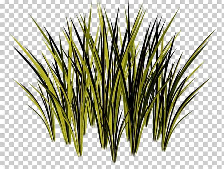 Herbaceous Plant Grasses PNG, Clipart, Animation, Chrysopogon Zizanioides, Commodity, Computer Icons, Grass Free PNG Download