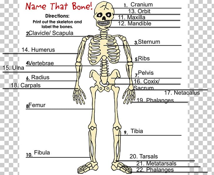 Human Skeleton Homo Sapiens Bone Hydrostatic Skeleton PNG, Clipart, Angle, Arm, Biology, Cartilage, Cartoon Free PNG Download