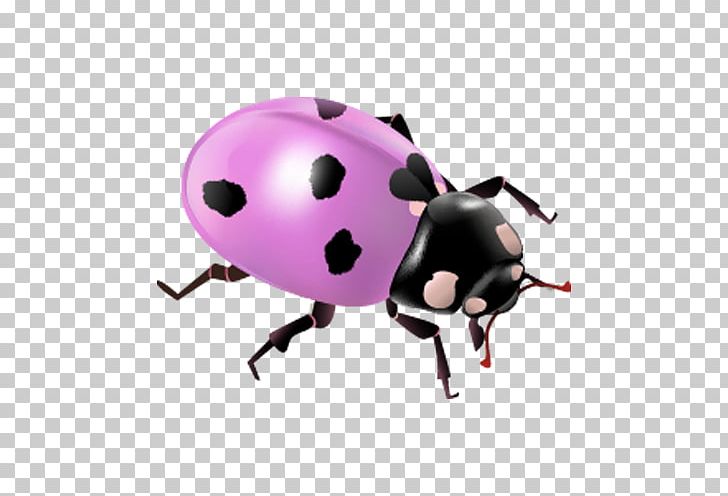 Beetle PNG, Clipart, 3d Computer Graphics, Animals, Beetle, Black Spots, Centerblog Free PNG Download