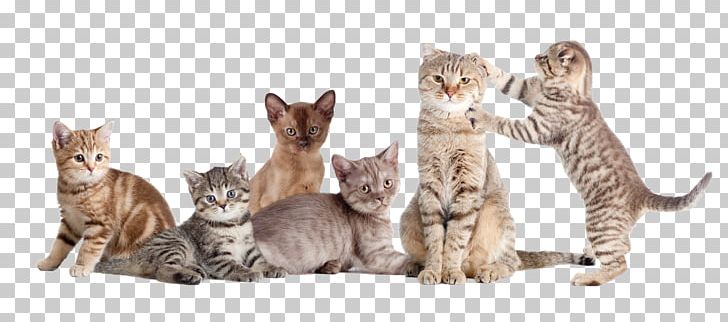 Kitten Savannah Cat Peterbald Sphynx Cat National Cat Day PNG, Clipart, 29 October, Animal, Animal Figure, Animals, California Spangled Free PNG Download