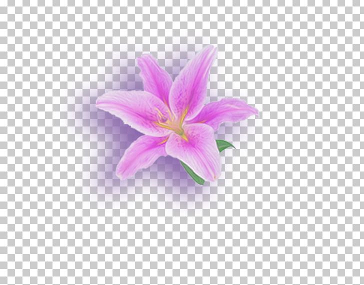 Lilium Flower Petal PNG, Clipart, Calla Lily, Flower, Flowering Plant, Flowers, Green Free PNG Download