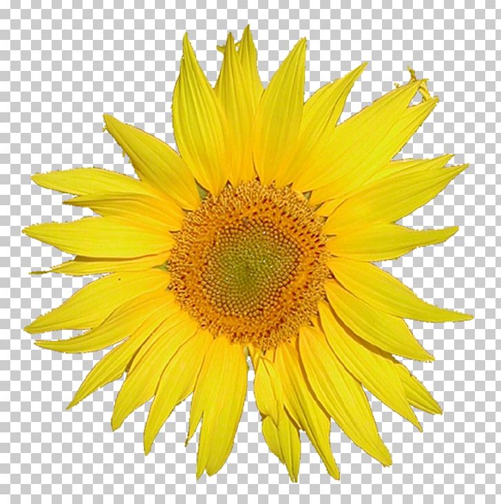 MediaWiki Logo PNG, Clipart, Annual Plant, Computer Software, Daisy Family, Flower, Flowering Plant Free PNG Download