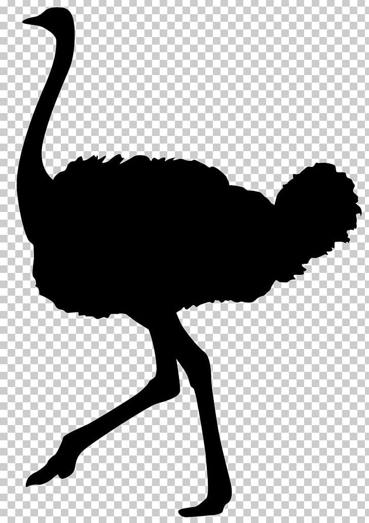 Common Ostrich Silhouette Bird PNG, Clipart, Art, Beak, Bird, Black And White, Clip Art Free PNG Download