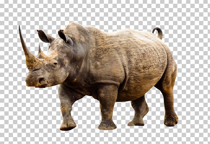 Dürer's Rhinoceros T-shirt Poaching Black Rhinoceros PNG, Clipart,  Free PNG Download