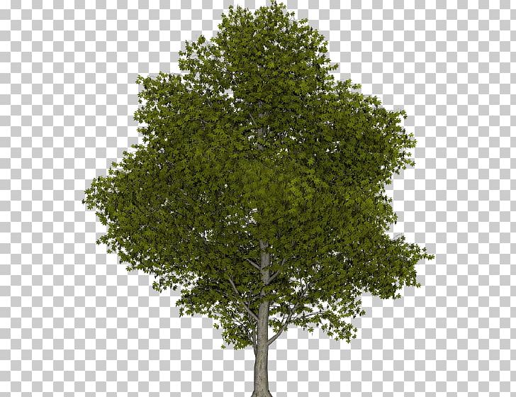 Illustration Tree Climate Change PNG, Clipart, Branch, Climate Change, Deciduous, Evergreen, Oak Free PNG Download