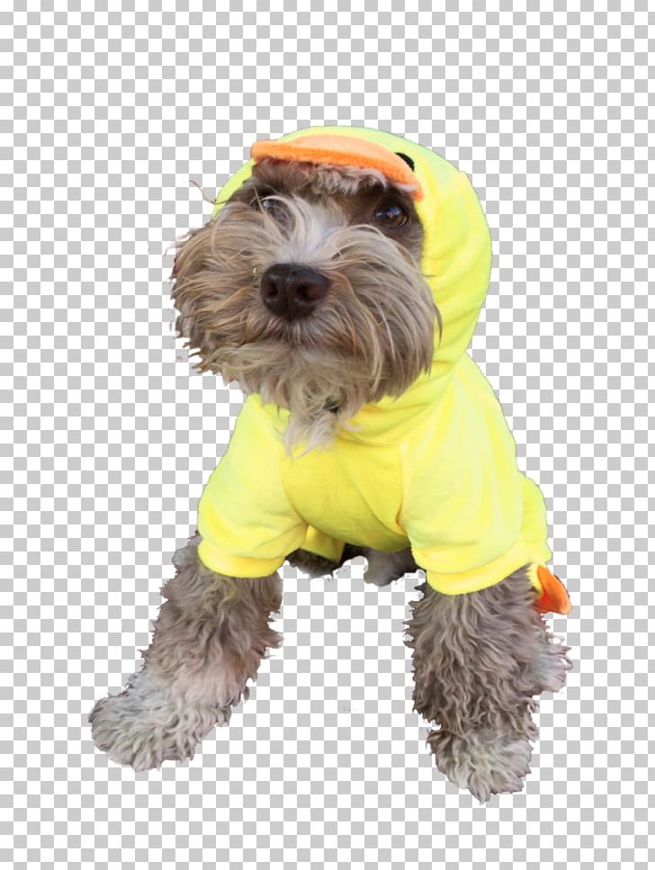 Schnoodle Disguise Costume Party Halloween PNG, Clipart, Carnival, Clothing, Companion Dog, Costume, Costume Party Free PNG Download