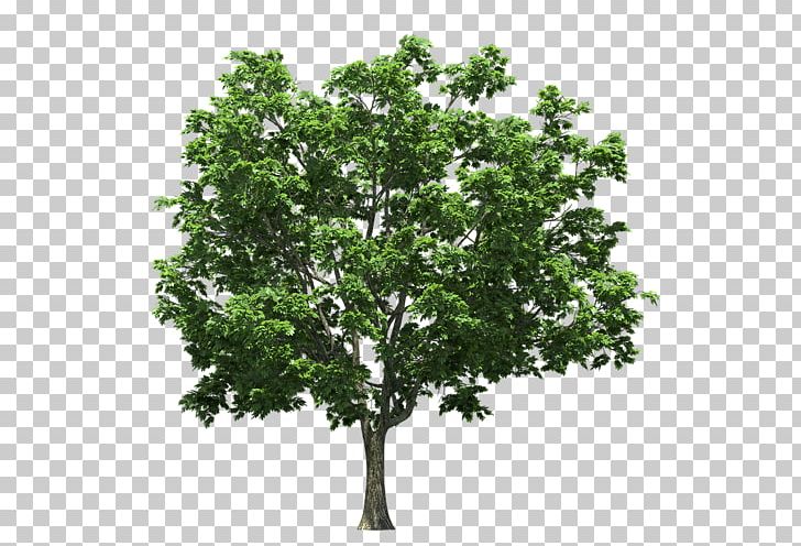 Tree Photography PNG, Clipart, Agac, Agac Resimleri, Apples, Branch, Gorselleri Free PNG Download