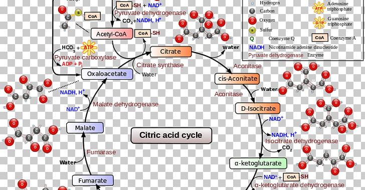 Citric Acid Cycle Cellular Respiration Metabolic Pathway PNG, Clipart, Acetylcoa, Aerobic Organism, Area, Biochemistry, Cell Free PNG Download