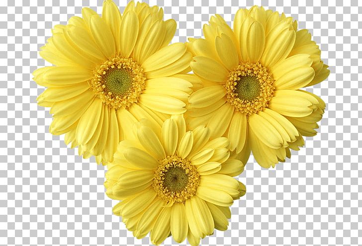 Flower Yellow Common Daisy PNG, Clipart, Chrysanths, Color, Cut Flowers, Daisy Family, Floristry Free PNG Download