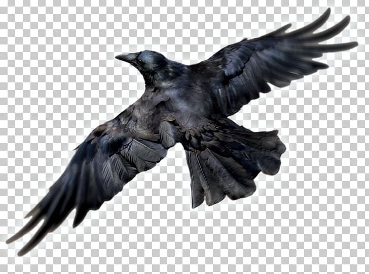 Common Raven Bird Computer Icons PNG, Clipart, Alpha Compositing, American Crow, Animals, Art, Beak Free PNG Download
