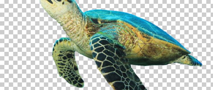 Hawksbill Sea Turtle Tortoise Loggerhead Sea Turtle PNG, Clipart, Animal, Animal Figure, Beak, Bigstock, Coral Free PNG Download
