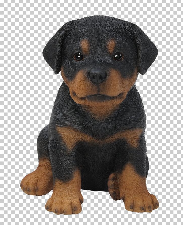 Rottweiler Puppy Chihuahua Dachshund Boxer PNG, Clipart, Animals, Art, Boxer, Carnivoran, Chihuahua Free PNG Download