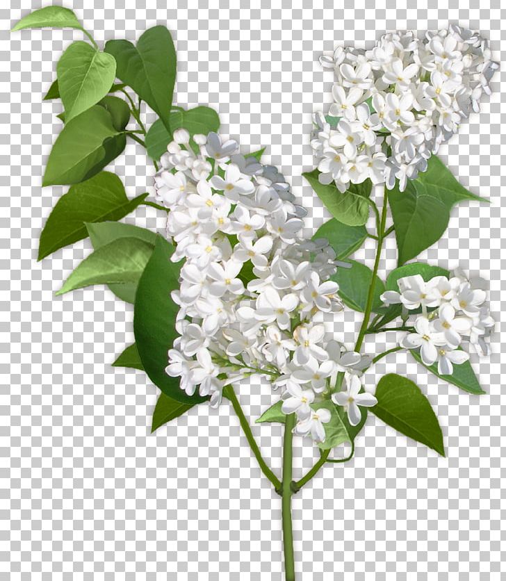Viburnum Lentago Fragrance Cosmetique Milliliter Cosmetics Perfume PNG, Clipart, Branch, Cosmetics, Flower, Flowering Plant, Lilac Free PNG Download