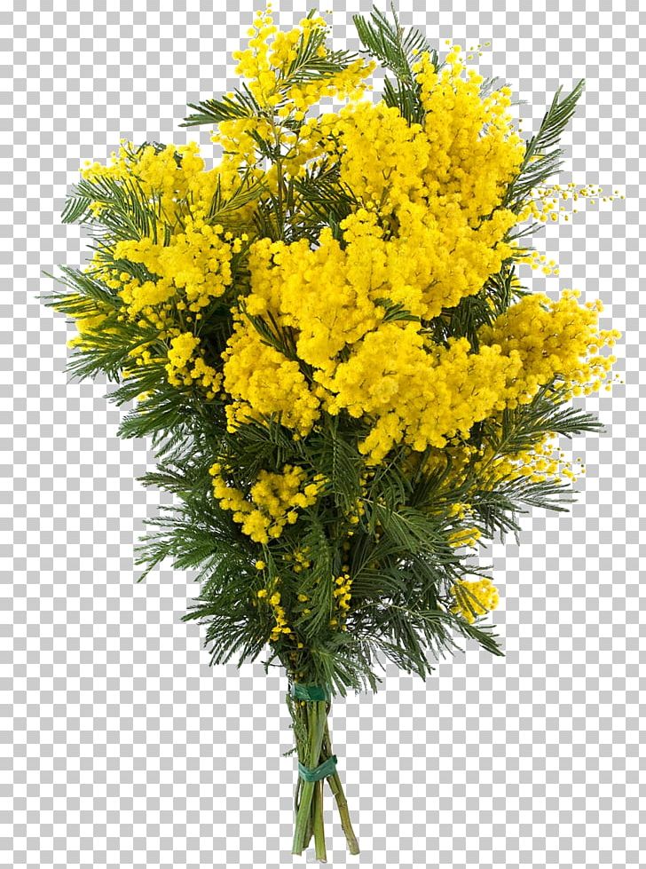 Acacia Dealbata Flower Sensitive Plant PNG, Clipart, Acacia, Acacia Baileyana, Acacia Caerulescens, Acacia Dealbata, Art Free PNG Download