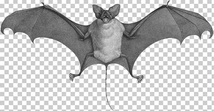 Bat Mouse Cat Rat Animal PNG, Clipart, Animal, Animal Figure, Animals, Bat, Bird Free PNG Download