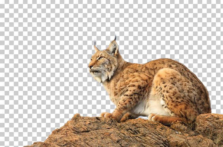 Eurasian Lynx Yandex Search Species Animal PNG, Clipart, Animal, Bobcat, Carnivoran, Cat, Cat Like Mammal Free PNG Download
