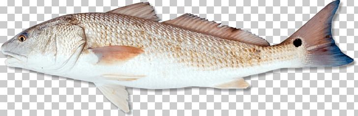 Northern Red Snapper Red Drum Redfish Fishing Angling PNG, Clipart, Angling, Animal Figure, Bony Fish, Bowfishing, Factor Free PNG Download