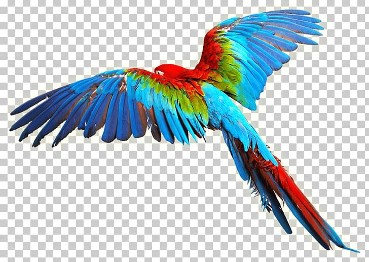 Parrot Bird Scarlet Macaw PNG, Clipart, Animal, Beak, Bird, Blueandyellow Macaw, Bluethroated Macaw Free PNG Download