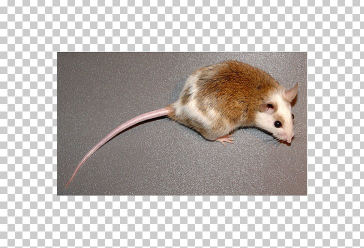 Rat Dormouse Gerbil Common Opossum PNG, Clipart, Animals, Bite, Bite Me, Common Opossum, Did Free PNG Download