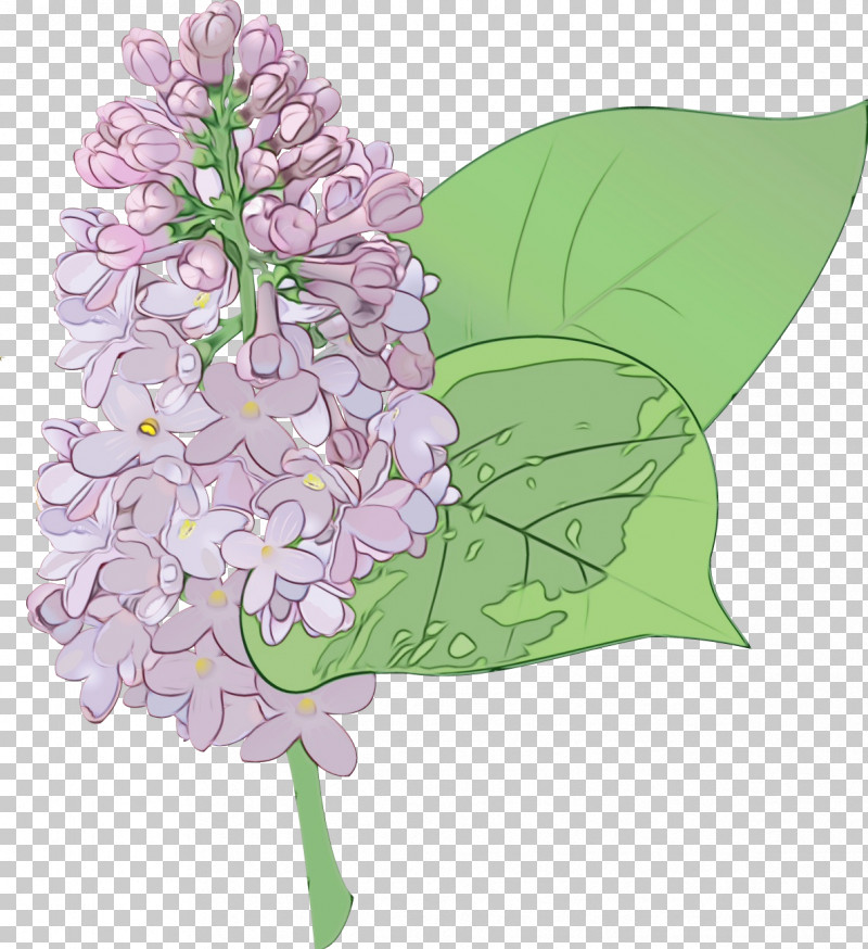 Flower Lilac Lilac Plant Lilac PNG, Clipart, Cornales, Cut Flowers, Flower, Hydrangea, Lilac Free PNG Download