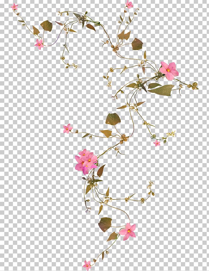 Flower Vine PNG, Clipart, Blossom, Branch, Cherry Blossom, China Rose, Common Daisy Free PNG Download