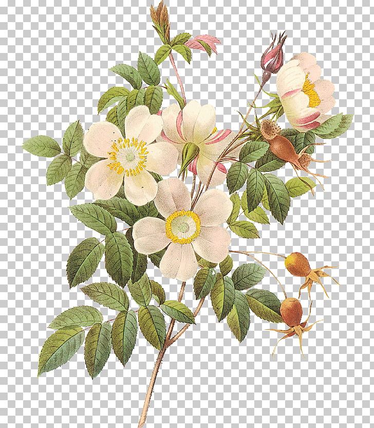 Botanical Illustration Botany Pierre-Joseph Redouté (1759-1840) Drawing Flower PNG, Clipart, Art, Blossom, Botanical Garden, Branch, Burnet Rose Free PNG Download