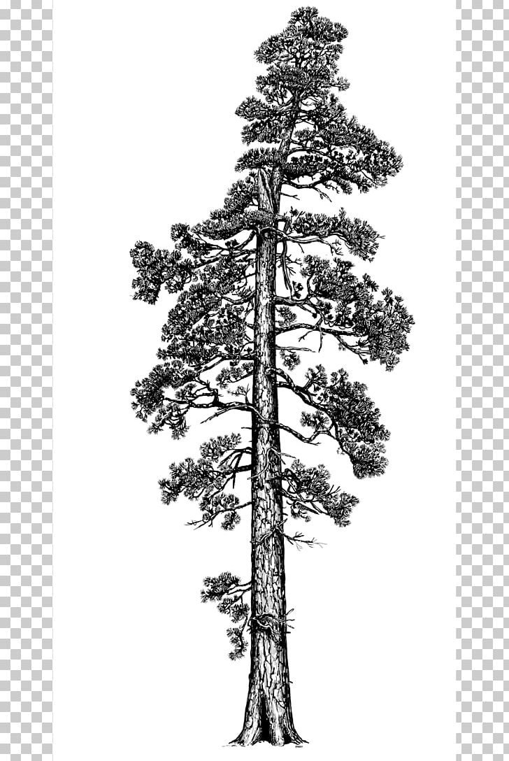 Coast Redwood Giant Sequoia Western Red-cedar Tall Tree Investment Management LLC PNG, Clipart, Black And White, Branch, Cedar, Conifer, Drawing Free PNG Download