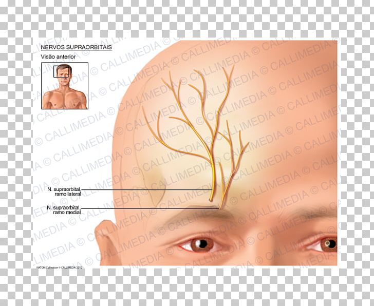 Supraorbital Nerve Supratrochlear Nerve Supraorbital Artery Supratrochlear Artery PNG, Clipart, Anatomy, Cheek, Ear, Eye, Eyebrow Free PNG Download