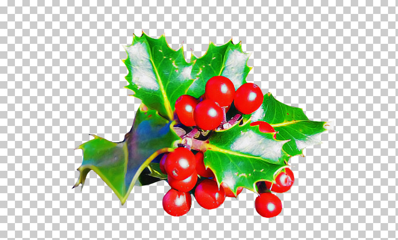 Holly PNG, Clipart, Aquifoliales, Biology, Currant, Fruit, Holly Free PNG Download