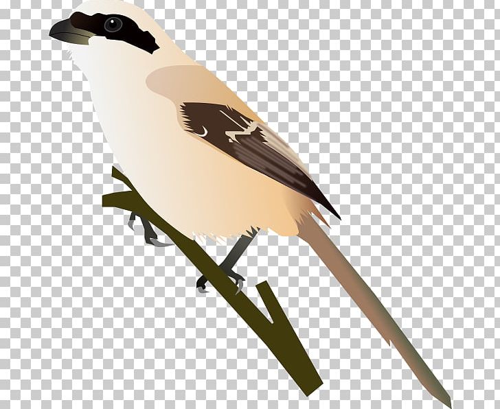 American Sparrows Beak Wing Feather PNG, Clipart, American Sparrows, Animals, Beak, Bird, Emberizidae Free PNG Download