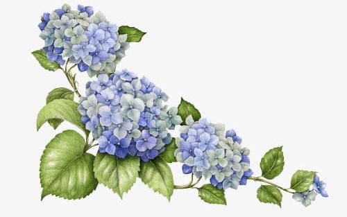 Hand-painted Hydrangea PNG, Clipart, Blo, Blue, Flower, Flower Head, Flowers Free PNG Download