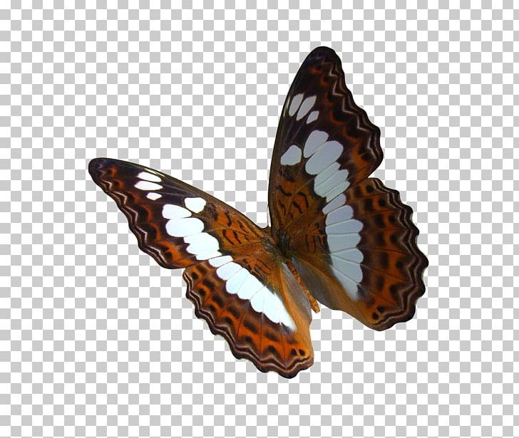 Monarch Butterfly Greta Oto PNG, Clipart, Birdwing, Brush Footed Butterfly, Butterfly, Color, Deviantart Free PNG Download