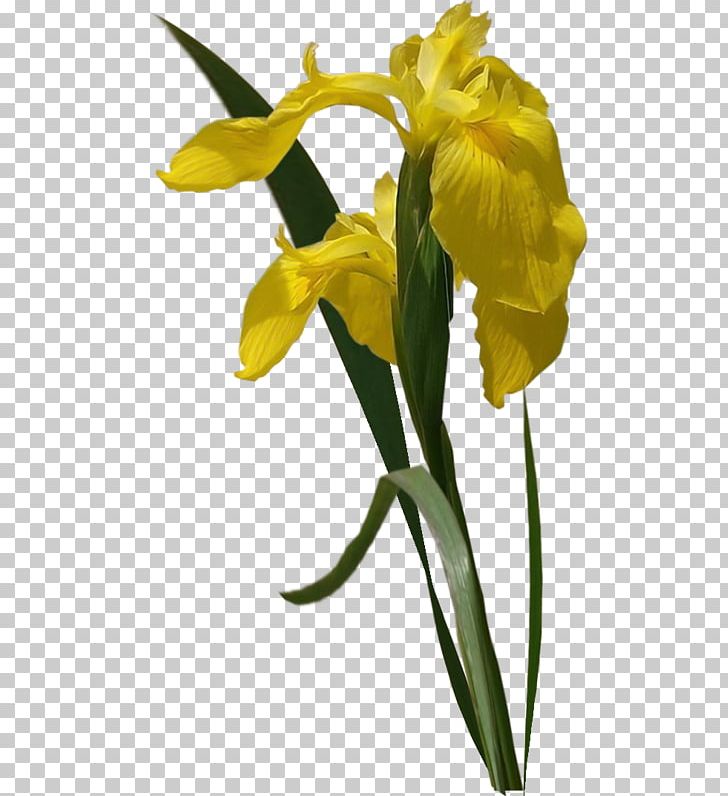 Yellow Portable Network Graphics Flower PNG, Clipart, Color, Cut Flowers, Evening Primrose, Fleur, Flower Free PNG Download