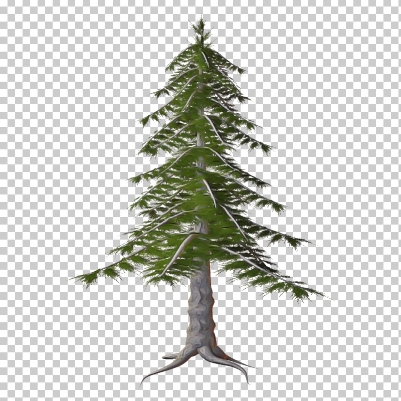 Tree Shortleaf Black Spruce Oregon Pine Plant White Pine PNG, Clipart, Colorado Spruce, Leaf, Lodgepole Pine, Oregon Pine, Plant Free PNG Download