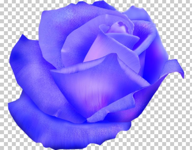 Blue Rose Garden Roses Cabbage Rose Cut Flowers PNG, Clipart, Blue, Blue Rose, Cabbage Rose, Closeup, Cobalt Blue Free PNG Download