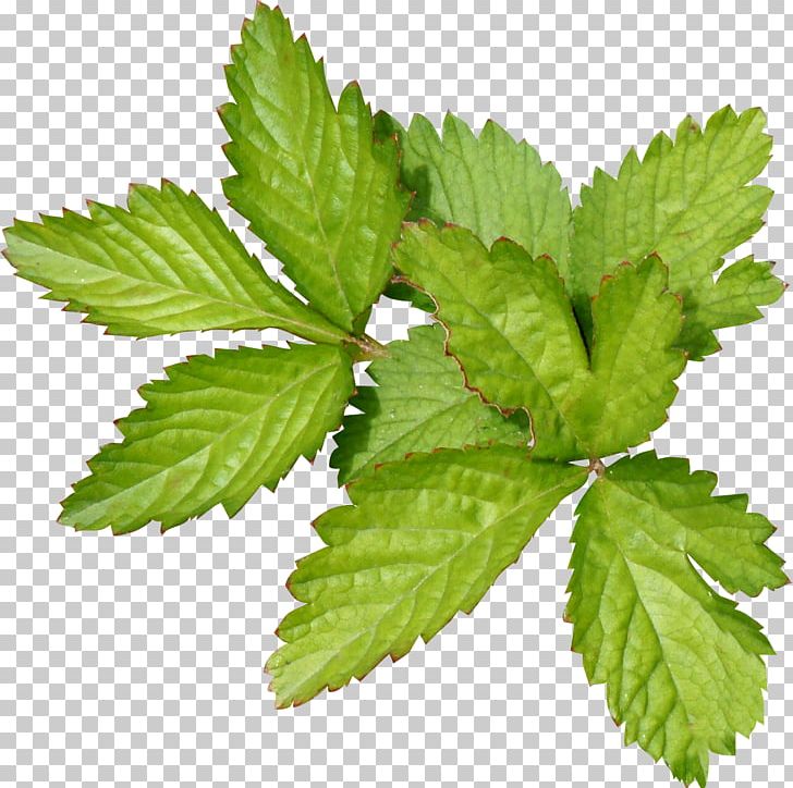 Green Leaf Mulberry PNG, Clipart, Download, Elm Family, Encapsulated Postscript, Food, Gratis Free PNG Download