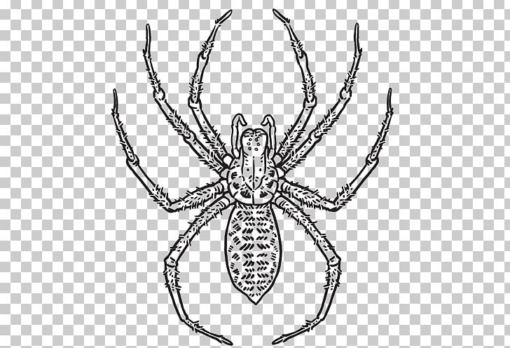 Hobo Spider Spider Web Southern Black Widow Tegenaria Domestica PNG, Clipart, Angulate Orbweavers, Arachnid, Araneus, Arthropod, Artwork Free PNG Download